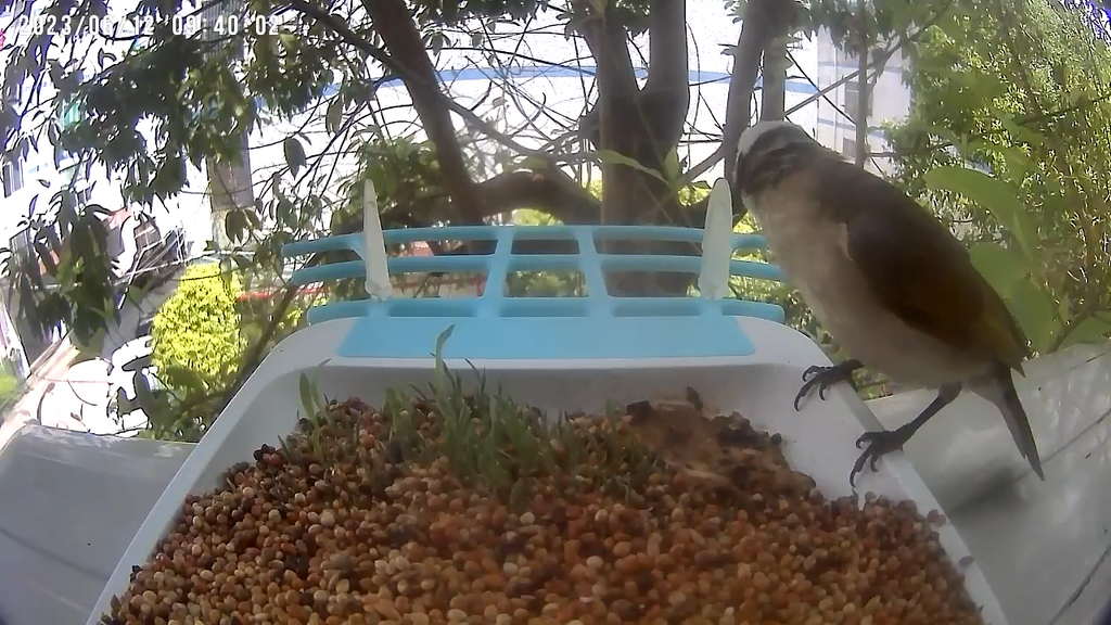 Karmnik dla Ptaków z Kamerą WiFi VicoHome G02 – Smart Bird Feeder z Panelem Solarnym i AI