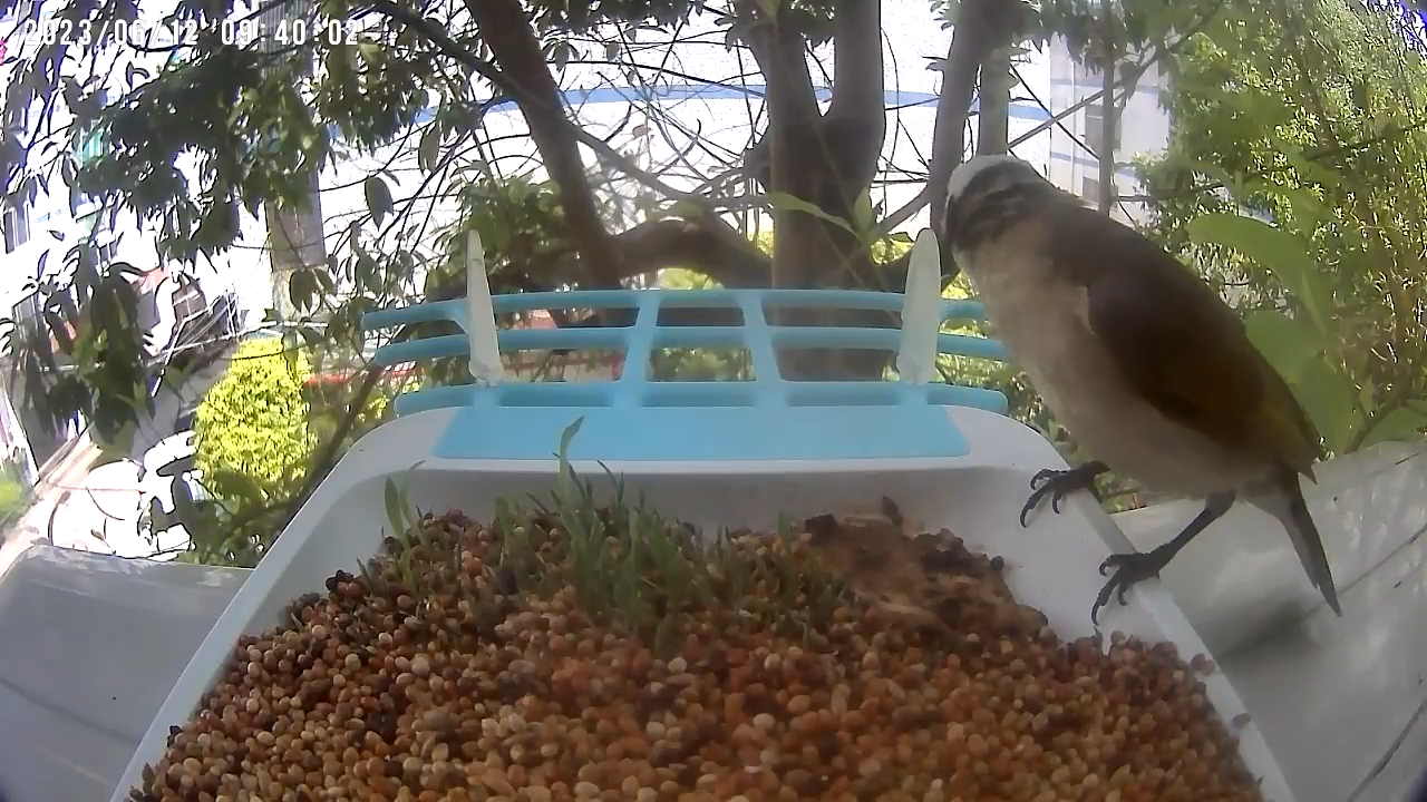Karmnik dla Ptaków z Kamerą WiFi VicoHome G02 – Smart Bird Feeder z Panelem Solarnym i AI